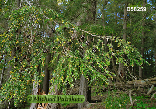 Eastern Hemlock (Tsuga canadensis)